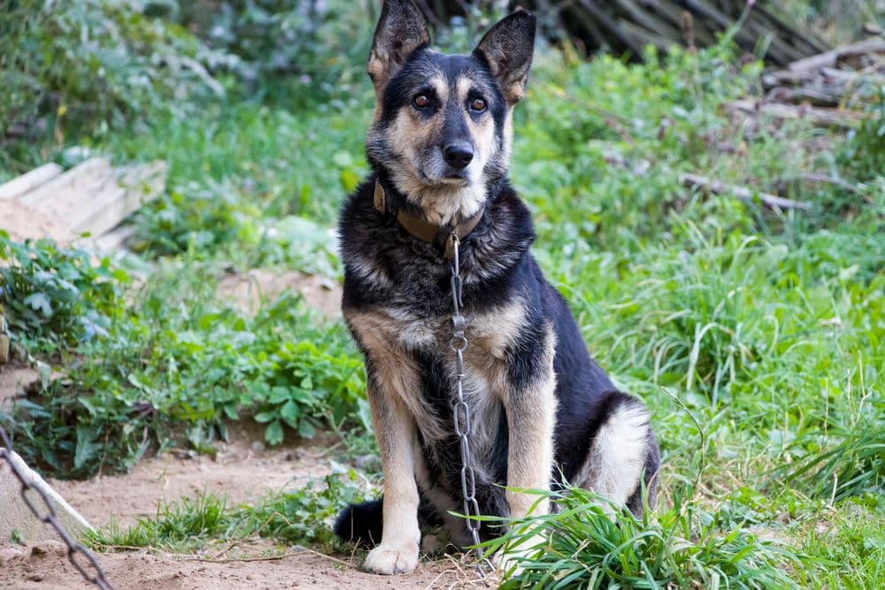 Chien attaché avec un espace de mouvement limité.